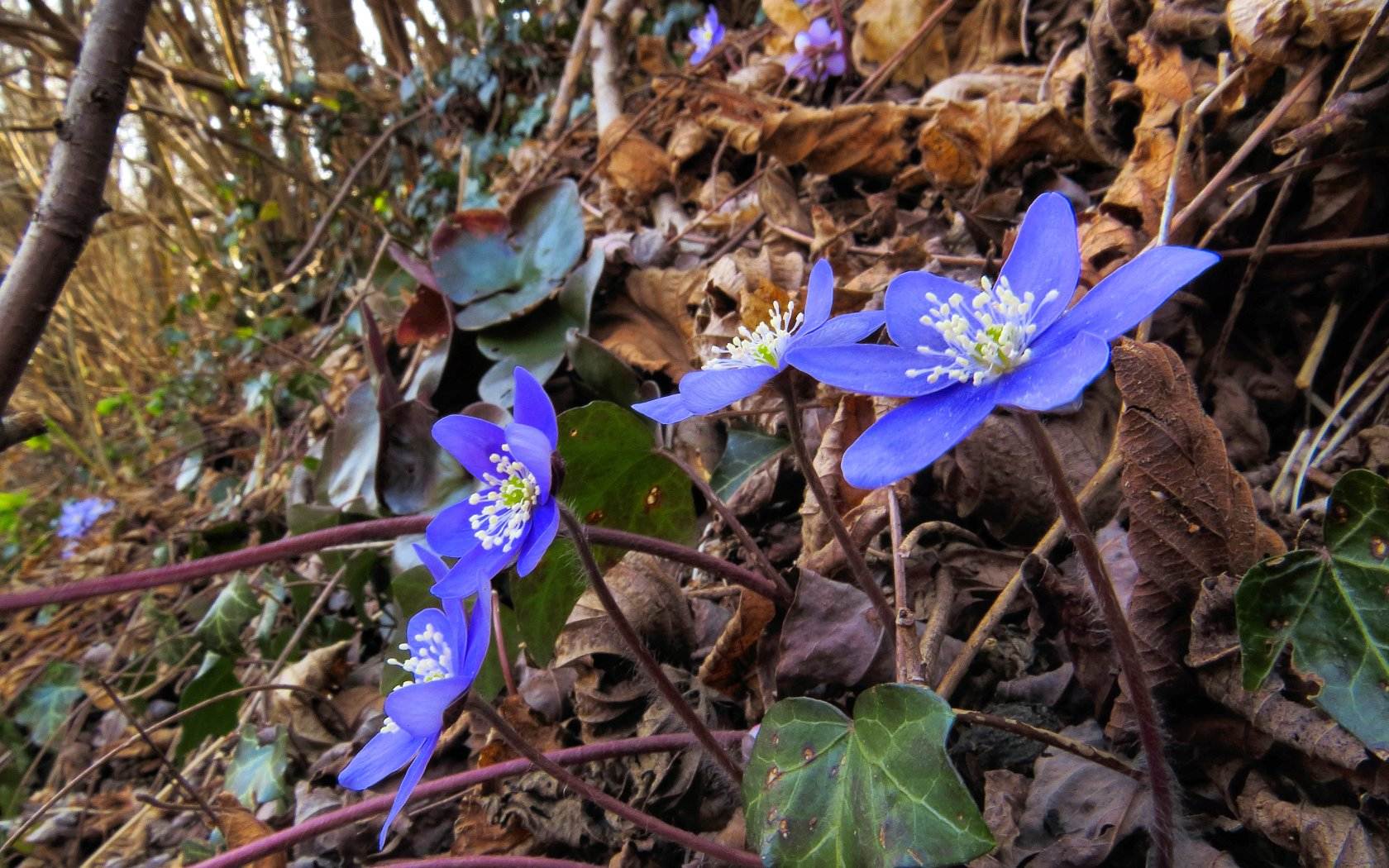 Fiori della Primavera